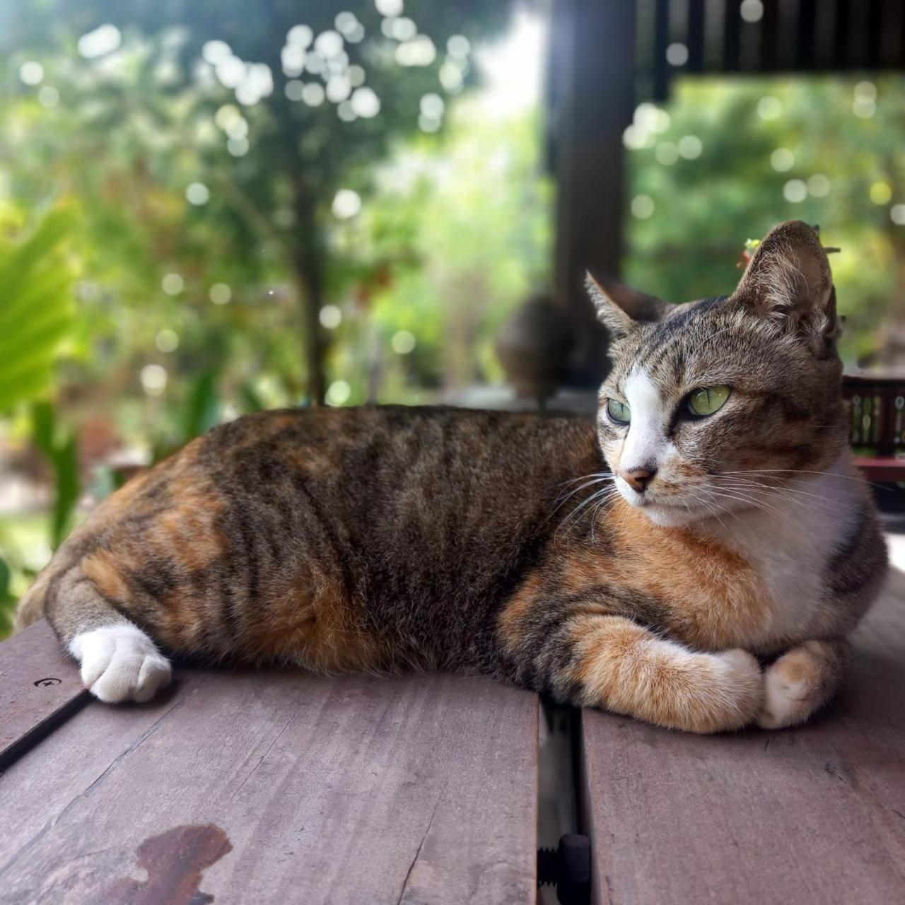 Villa Romduol Kampot Bagian luar foto